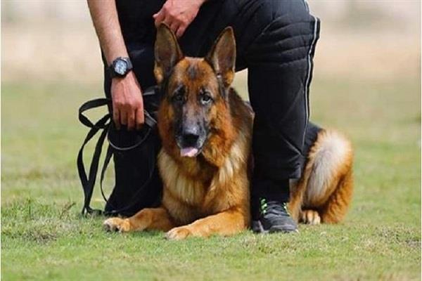 هل تربية الكلاب في المنزل تمنع دخول الملائكة؟| «الإفتاء» تجيب