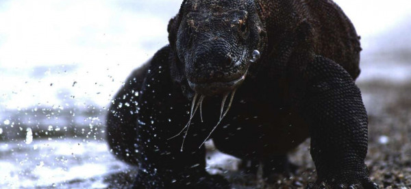 عودة عصر الديناصورات.. تنين 