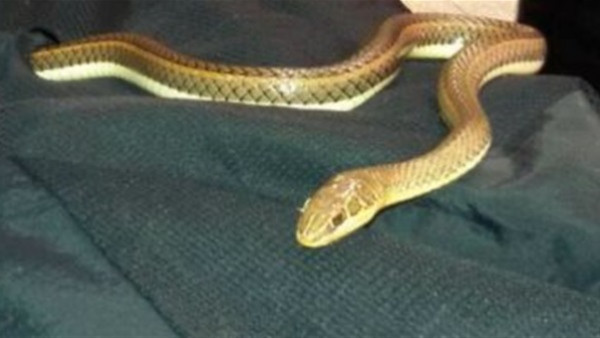 نزيلة في فندق شهير تستيقظ لتتفاجأ بثعبان في السرير